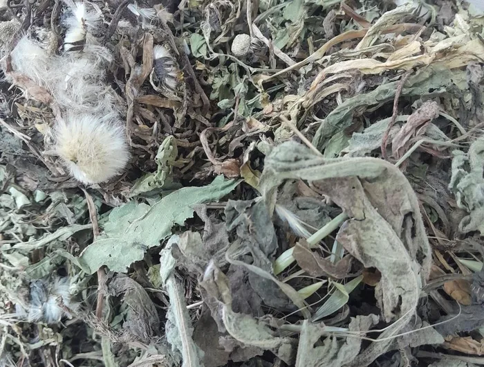 Karahindiba (100Gr)